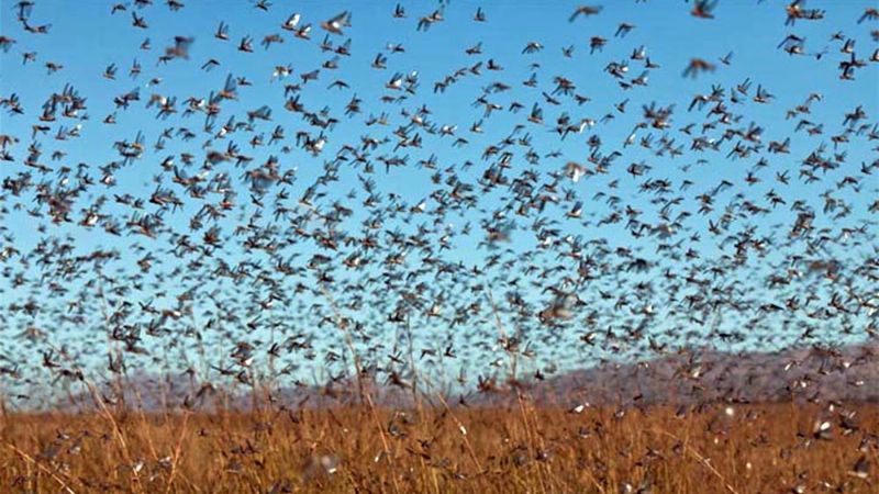 Volvieron las langostas a Capayán y atacaron los cultivos