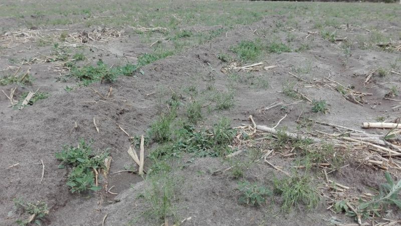 Productores de San José afectados por el granizo