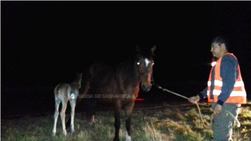 Secuestran animales sueltos en Valle Viejo