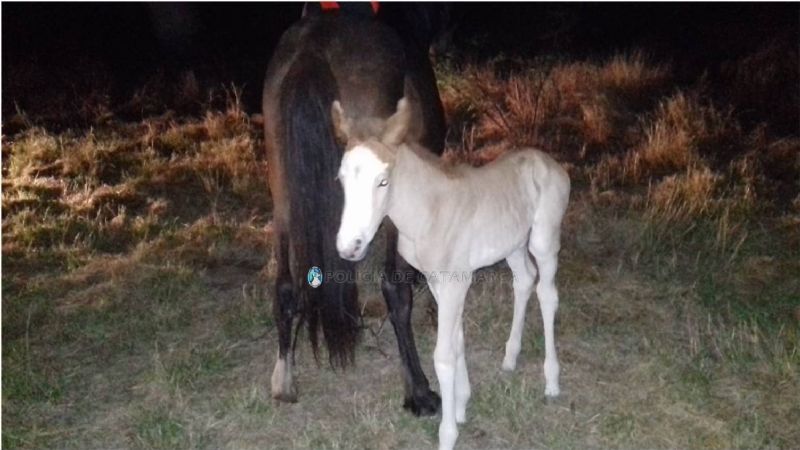 Secuestran animales sueltos en Valle Viejo