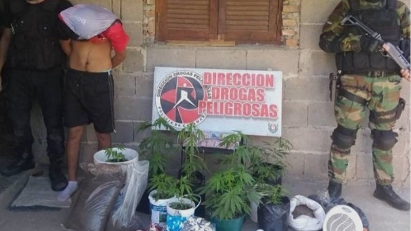 Desbaratan “viveros” de marihuana