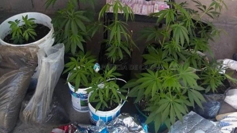 Desbaratan “viveros” de marihuana