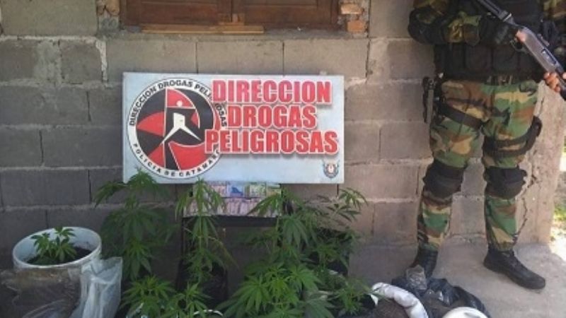 Desbaratan “viveros” de marihuana