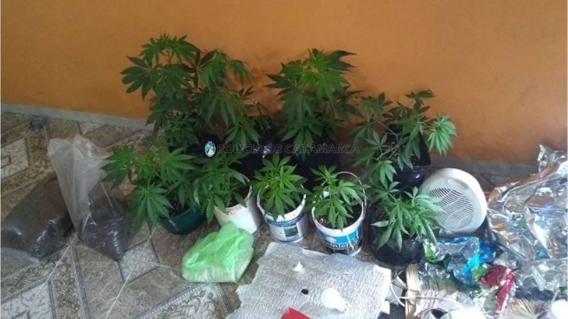 Desbaratan “viveros” de marihuana