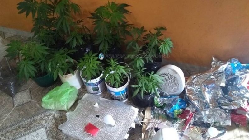 Desbaratan “viveros” de marihuana