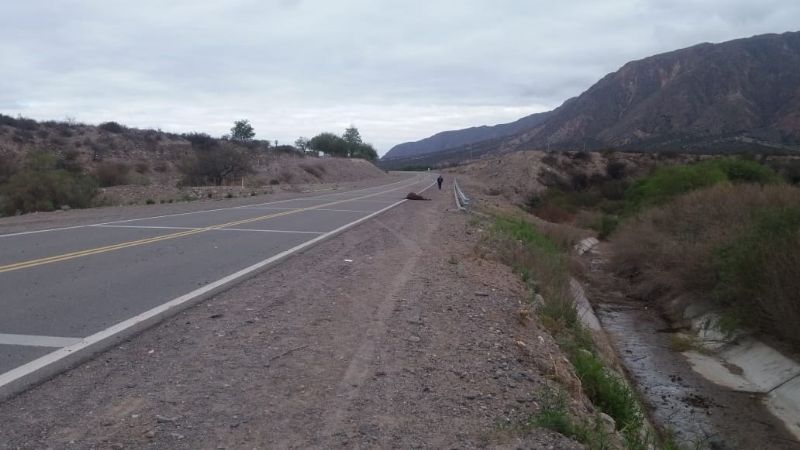 Joven murió tras chocar con un animal en la ruta 40