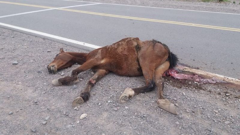Joven murió tras chocar con un animal en la ruta 40