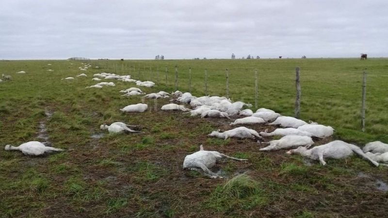 Las esquilaron con 40°, bajó fuerte la temperatura y se murieron de hipotermia
