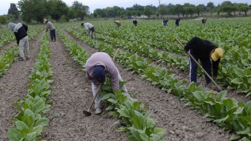 Tabacaleras "baratas" eluden impuestos y perjudican a provincias productoras