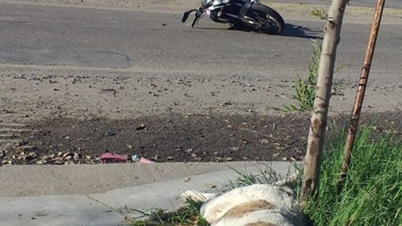 Motociclista chocó a un perro en Av. Recalde