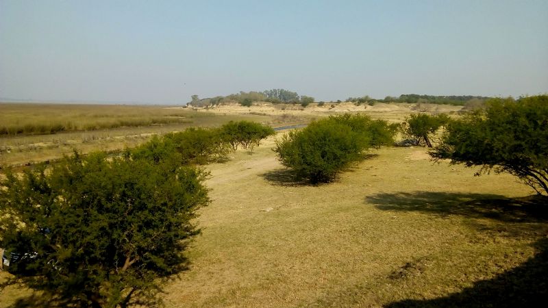 Revelan una nueva “armadura flexible” que tenían los perezosos prehistóricos