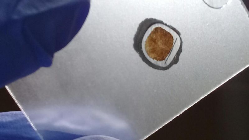 Revelan una nueva “armadura flexible” que tenían los perezosos prehistóricos