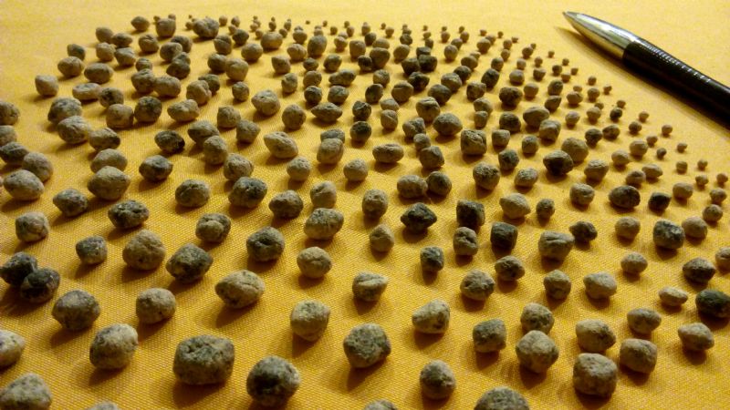 Revelan una nueva “armadura flexible” que tenían los perezosos prehistóricos