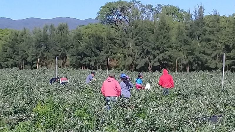 Cosecha de arándano: Detectaron 118 trabajadores en negro
