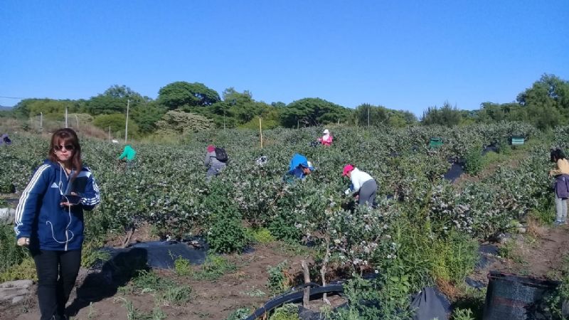 Cosecha de arándano: Detectaron 118 trabajadores en negro