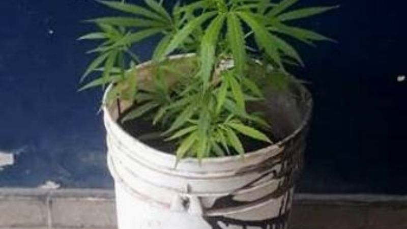 Cultivaban una planta de marihuana en un descampado