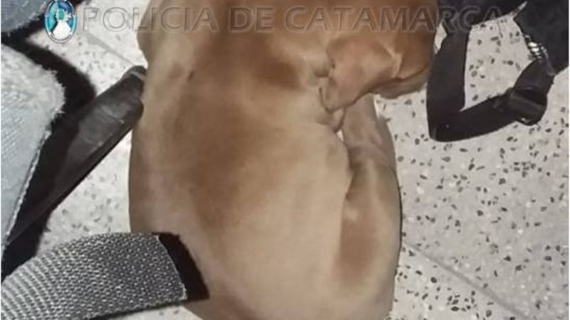 Robó un perro de raza y lo llevaba en una bolsa de residuos
