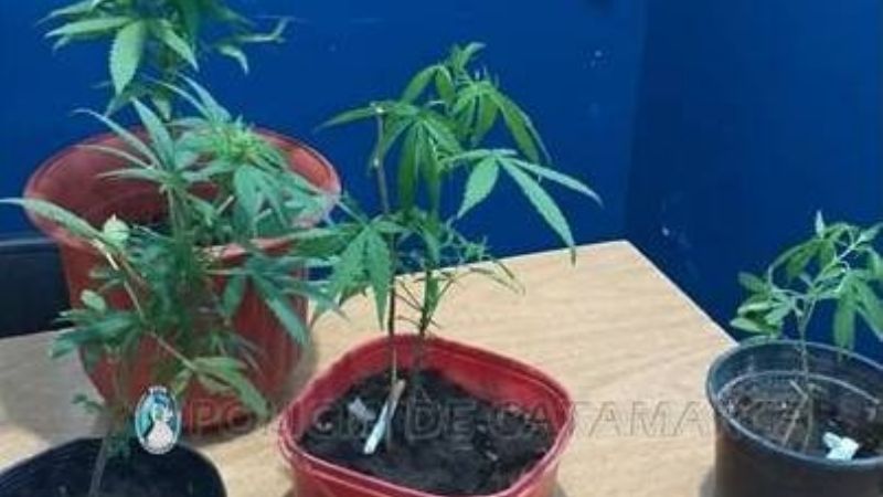 Secuestran plantines de marihuana Fray Mamerto Esquiú
