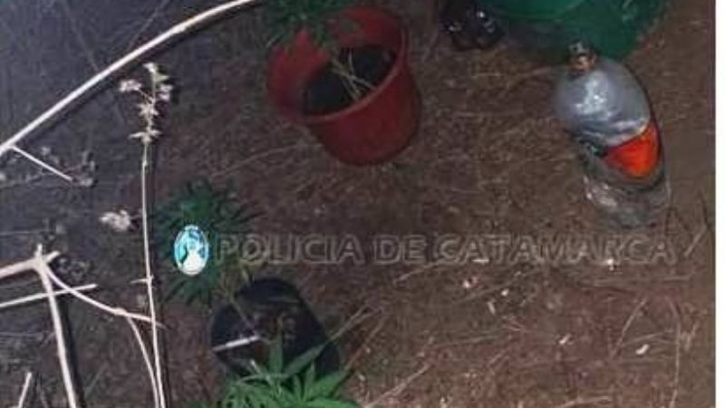 Secuestran plantines de marihuana Fray Mamerto Esquiú
