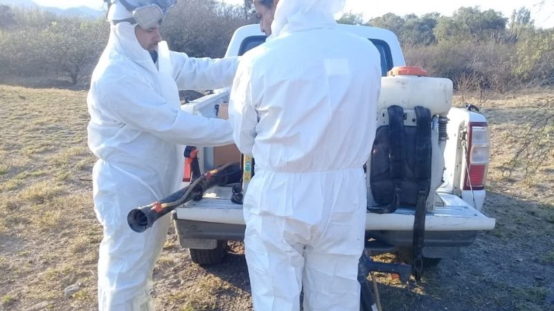 Las langostas rebeldes están siendo exterminadas en un 80%