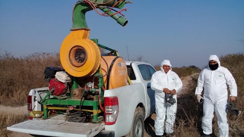 Las langostas rebeldes están siendo exterminadas en un 80%