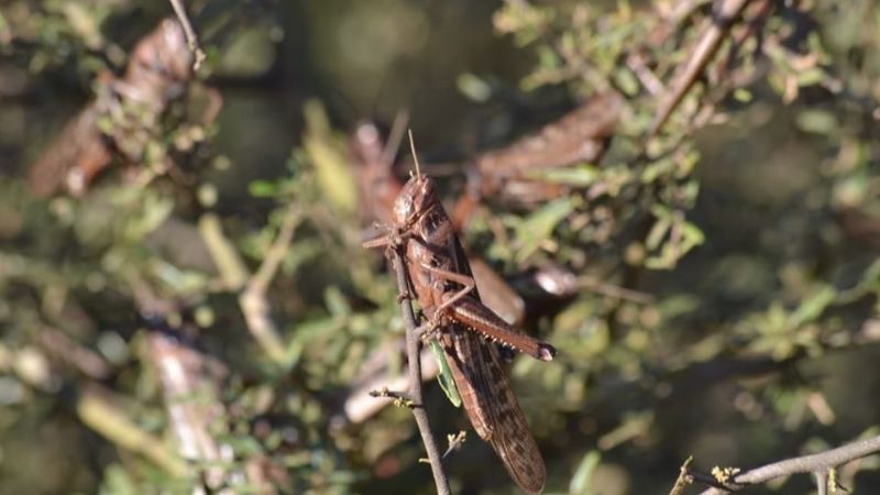 Las langostas rebeldes están siendo exterminadas en un 80%