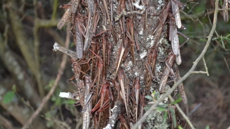 Las langostas rebeldes están siendo exterminadas en un 80%