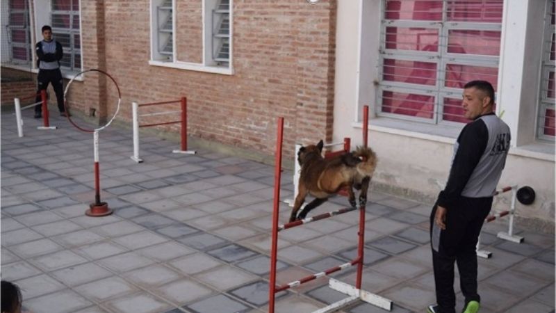 Exhibición de canes en una escuela del centro de la Capital