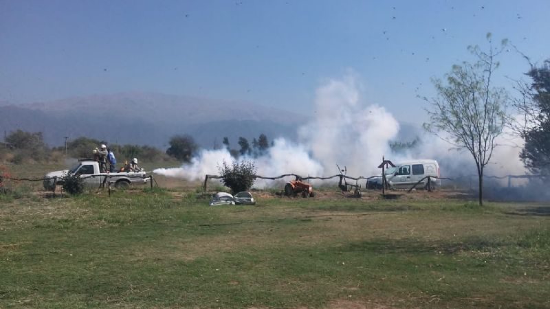 Vectores colabora en el combate de la plaga de langosta en Capayán