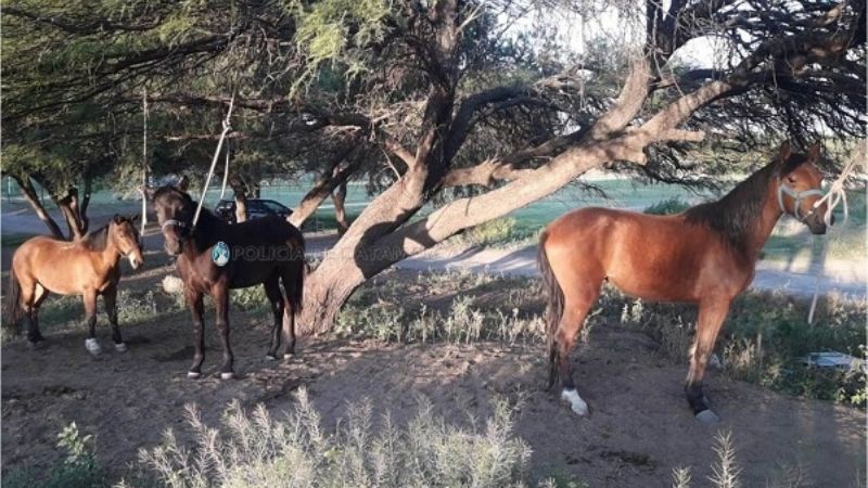 Secuestran animales sueltos