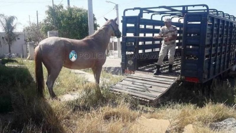 Secuestran animales sueltos
