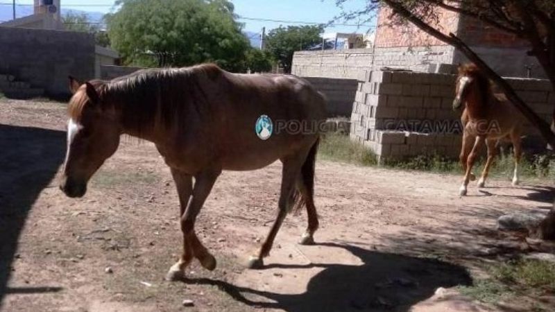 Secuestran animales sueltos