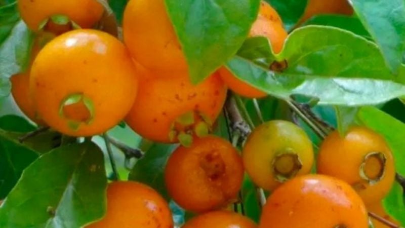 Las 5 frutas del Norte argentino que no vas a encontrar en la verdulería