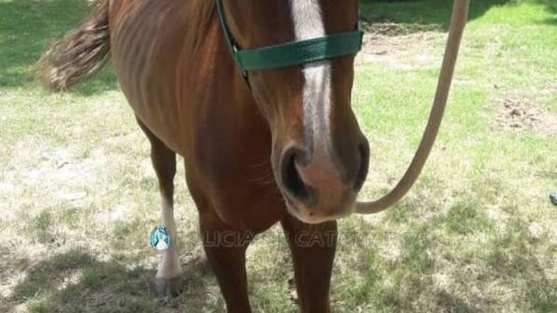 Secuestran un animal equino en Valle Viejo