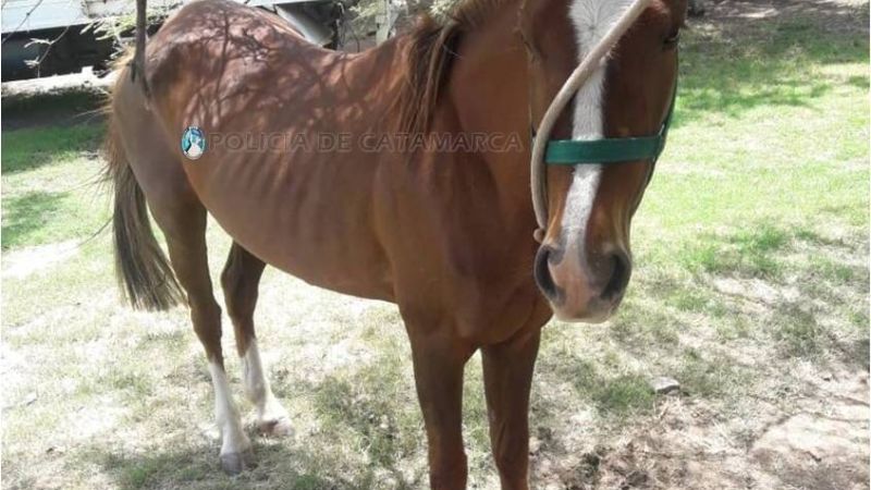 Secuestran un animal equino en Valle Viejo