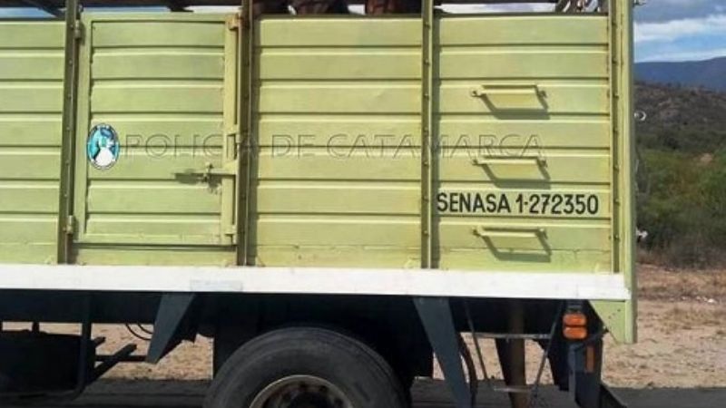 Secuestran mulas en un puesto caminero