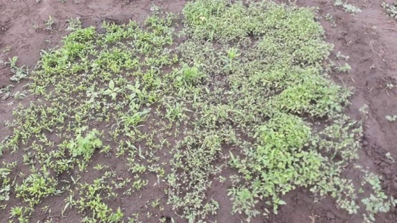 Huerta Popular de Somos - Barrios de Pie