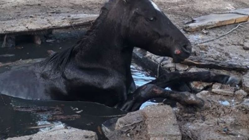 Vecinos salvaron a un caballo que cayó a un pozo