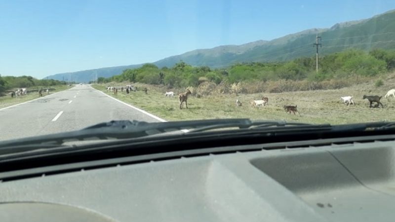 Continúa el peligro en las rutas con los animales sueltos