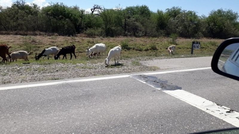 Continúa el peligro en las rutas con los animales sueltos
