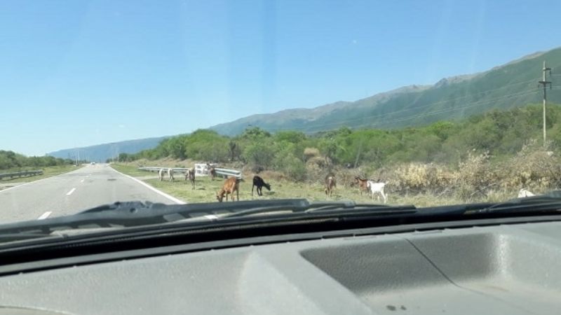 Continúa el peligro en las rutas con los animales sueltos