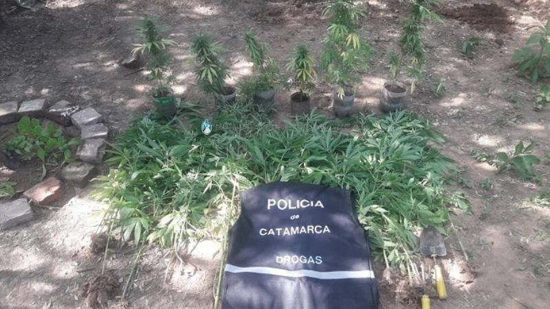 Secuestran 46 plantas de marihuana