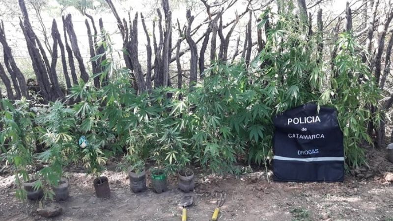 Secuestran 46 plantas de marihuana