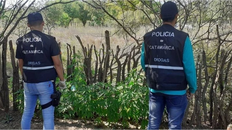 Secuestran 46 plantas de marihuana