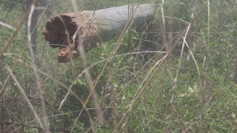 Cambio de postes en Alijilán