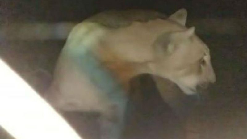 Sintieron ruido y había un puma en una habitación