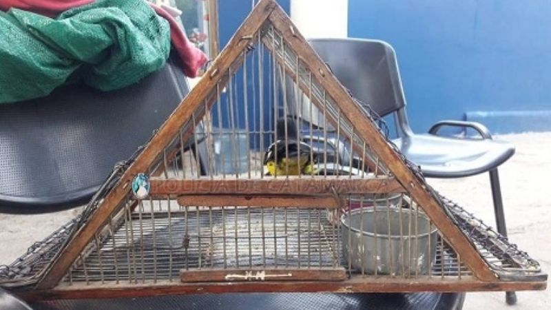 Secuestran una trampera y un ave canora