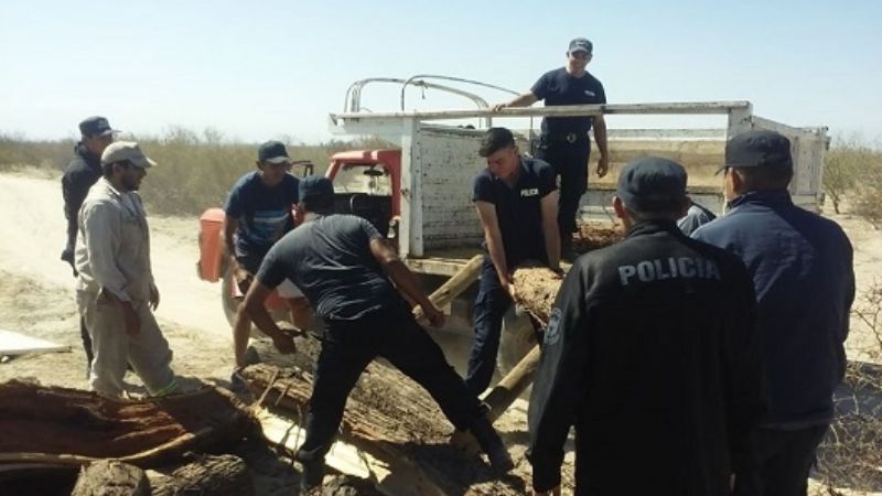 Secuestro de vigas en Saujil