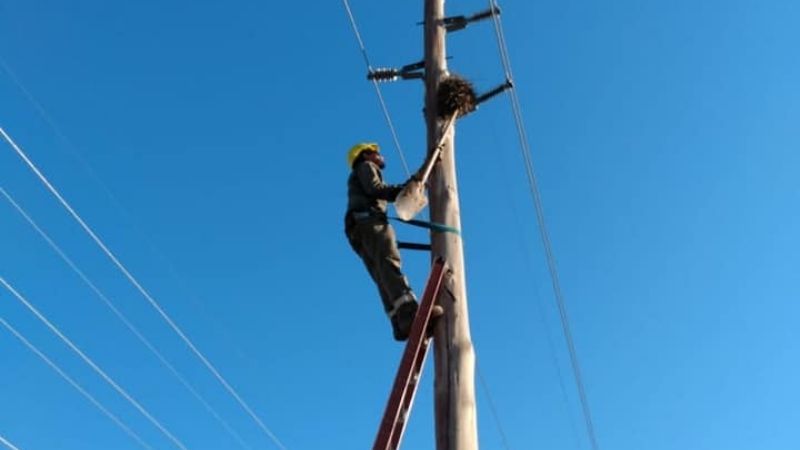 Intenso trabajo para reparar postes derribados por el viento