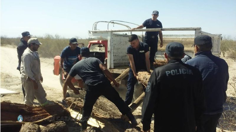 Talaron un árbol y lo cargaron a un camión